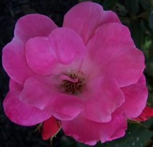 PINK KNOCKOUT (shrub)